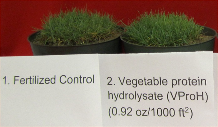 Comparrison of bentgrass